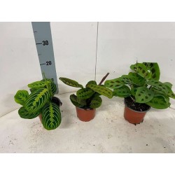 MARANTA leuconeura P12