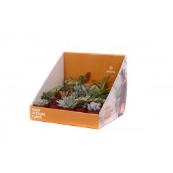SUCCULENTE P5.5