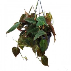 PHILODENDRON scandens...