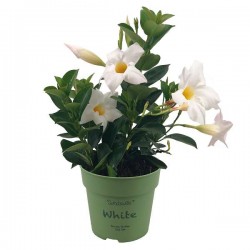 DIPLADENIA Sundaville®...