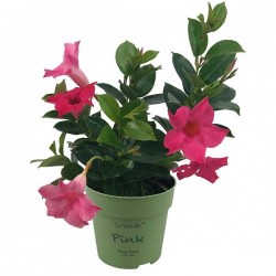 DIPLADENIA Sundaville® rose...