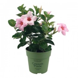 DIPLADENIA Sundaville® rose...