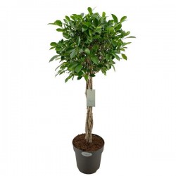 FICUS nitida TG-TRESS H100 P24