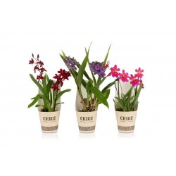 ORCHIDEE 'Chico' 2HP P12