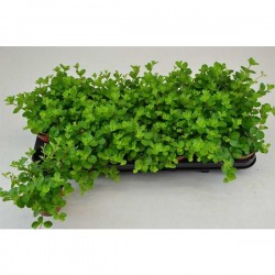 PEPEROMIA rotundifolia P8.5