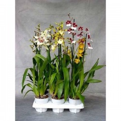 CAMBRIA assorti 2HP P12