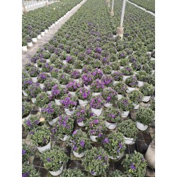 SOLANUM rantonnetii P14