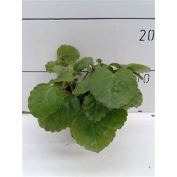 COLEUS australis P10.5