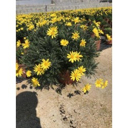 EURYOPS pectinatus C5L