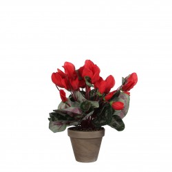 Cyclamen En Pot Stan Gris...