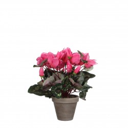 Cyclamen En Pot Stan Gris...