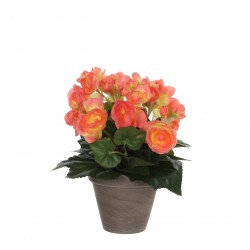 Begonia Pot Stan Gris...