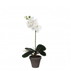 Phalaenopsis En Pot Stan...