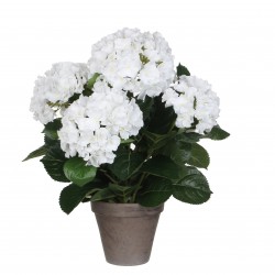 Hortensia En Pot Stan Gris...