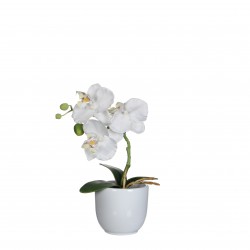 Phalaenopsis En Pot Tusca...