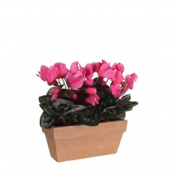 Cyclamen En Jardinère Slate...