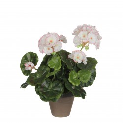 Géranium En Pot Stan Gris...