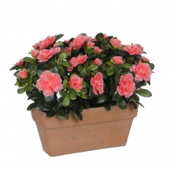 Azalea En Jardinière Slate...