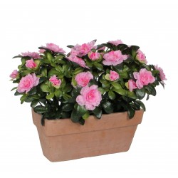 Azalea En Jardinière Slate...