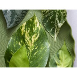 EPIPREMNUM aureum 'Marble...