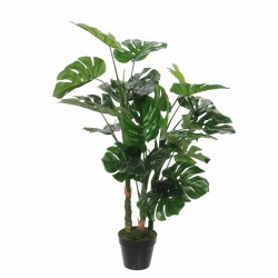 Monstera En Pot Vert En...