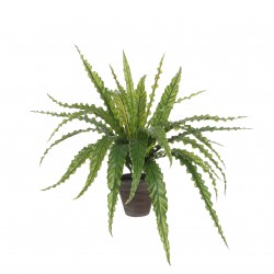Asplenium En Pot Stan Gris...