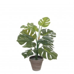 Monstera Vert En Pot Stan...
