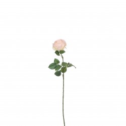 Tige De Rose  Pêche En...