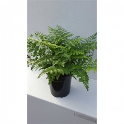 ASPLENIUM parvati H40 P17