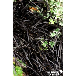 OPHIOPOGON planiscapus...