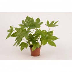 FATSIA japonica P13