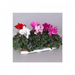 CYCLAMEN Ø25 P13