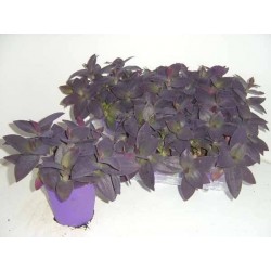 TRADESCANTIA pallida P12
