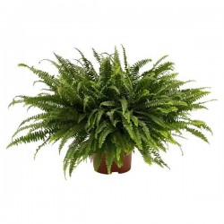 NEPHROLEPIS exaltata 'Green...