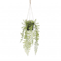 Chute D'Adiantum  Vert En...