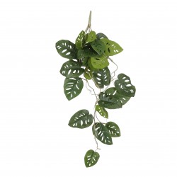 Chute De Monstera Vert En...