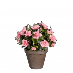 Azalea En Pot Stan Pêche En...