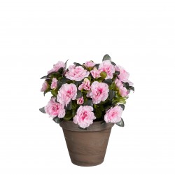 Azalea En Pot Stan Rose En...