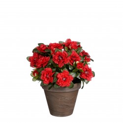 Azalea En Pot Stan Rouge En...