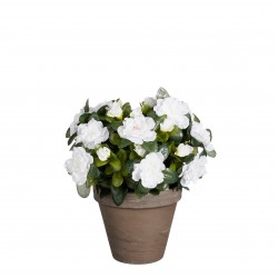 Azalea En Pot Stan Blanc En...