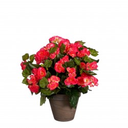 Begonia En Pot Stan Rose...