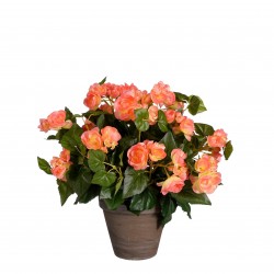 Begonia En Pot Stan Saumon...