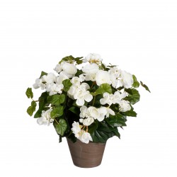 Begonia En Pot Stan Blanc...