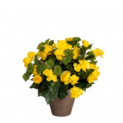 Begonia En Pot Stan Jaune...