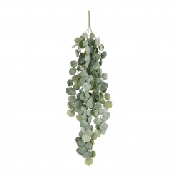 Chute De Hoya Vert En...