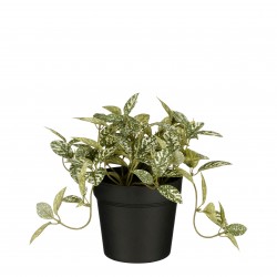 Fittonia En Pot Vert/Blanc...