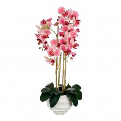 Phalaenopsis En Pot Rose En...