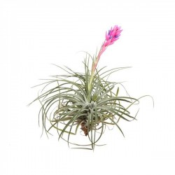 TILLANDSIA stricta H10