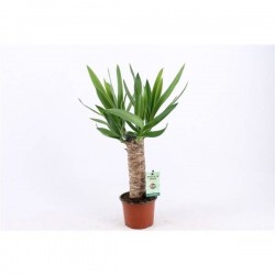 YUCCA P12