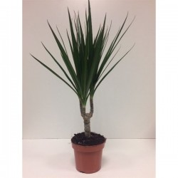 DRACAENA marginata TG P12